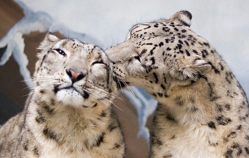 Photo de profil de protectsanimals