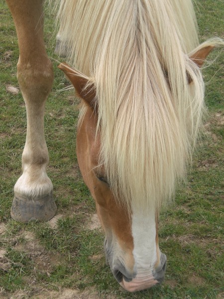 Photo de profil de haflinger22