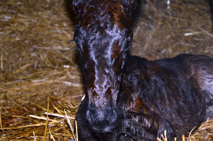 Photo de profil de kaiserblue