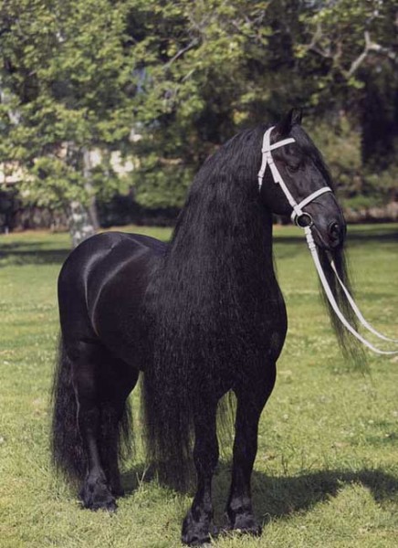 Photo de profil de megalpterus