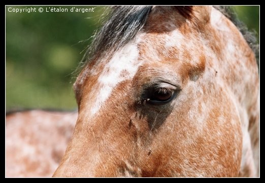 Photo de profil de sultanou
