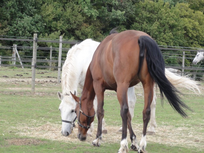 Photo de profil de girlwithhorse