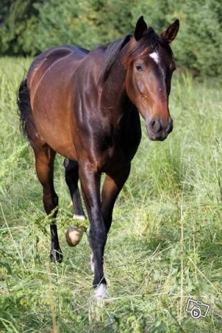 Photo de profil de brunog13