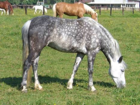 Photo de profil de cavallistar