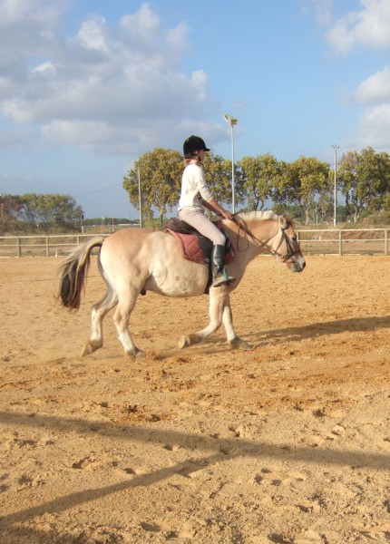 Photo de profil de poney34