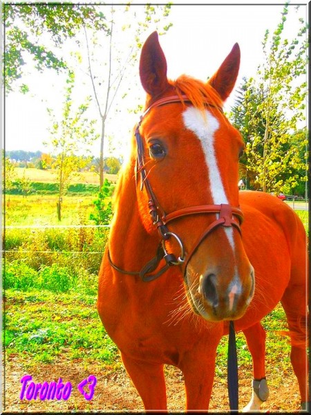 Photo de profil de torontoanna