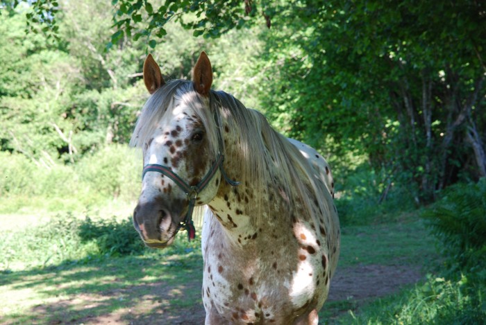 Photo de profil de leo63