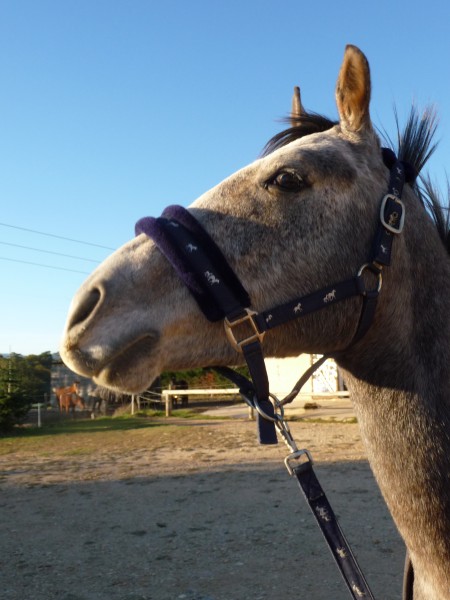 Photo de profil de lolito