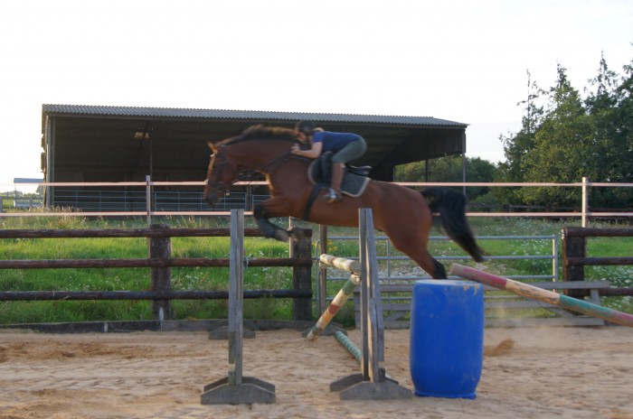 Photo de profil de sporthorses