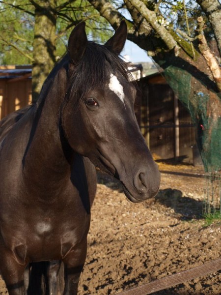 Photo de profil de lcalis