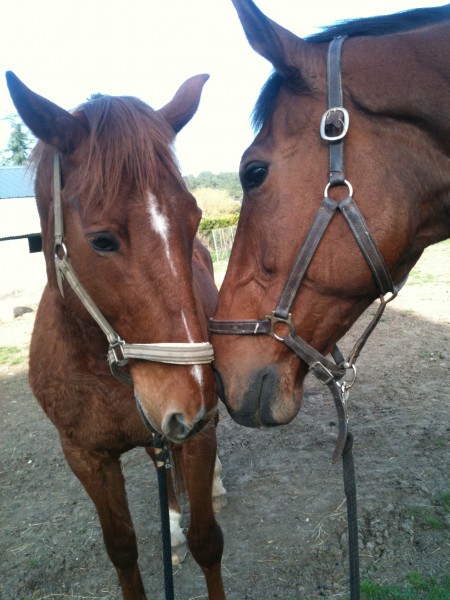 Photo de profil de leschevauxdu77