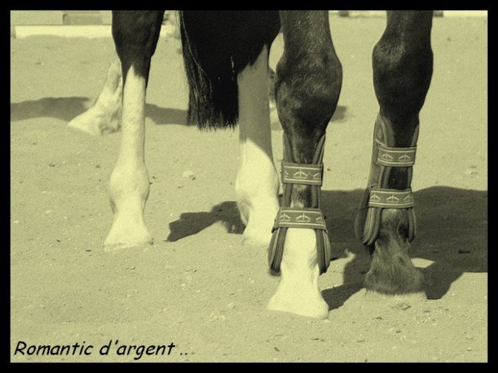 Photo de profil de marieromantic