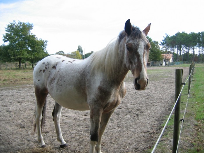 Photo de profil de idalgo1