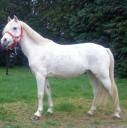 Photo de profil de vanillahorse