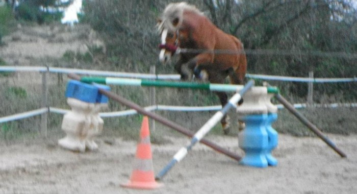 Photo de profil de sasquatch