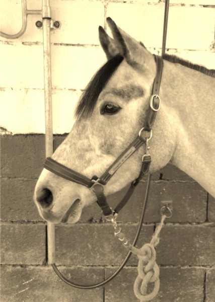 Photo de profil de niniche