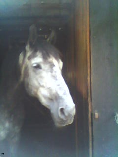 Photo de profil de secrethorse