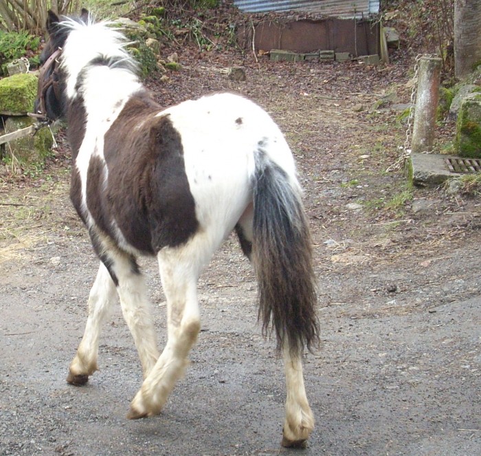 Photo de profil de petitepuce