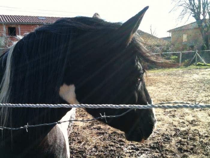 Photo de profil de cabaloute