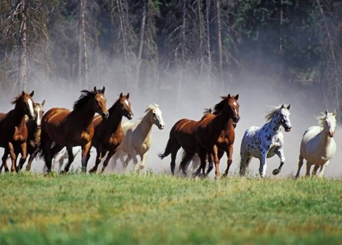 Photo de profil de cheval91310