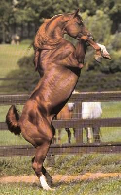 Photo de profil de chevalcmapassio