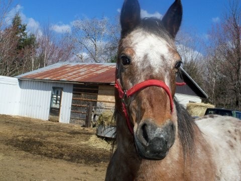 Photo de profil de horsepixie