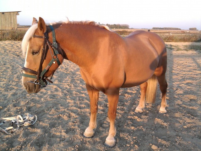 Photo de profil de romeo