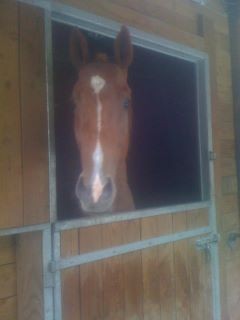 Photo de profil de pursang80