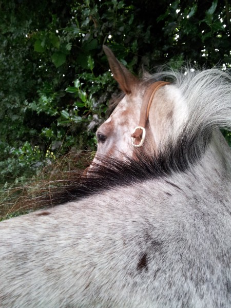 Photo de profil de elestial