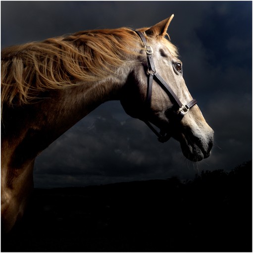 Photo de profil de equitation59
