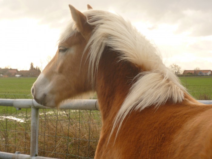 Photo de profil de amandeen
