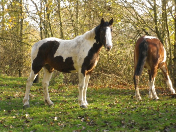 Photo de profil de unakite