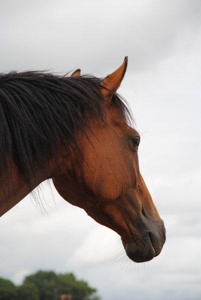 Photo de profil de baccarat