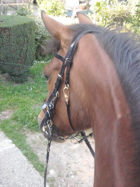 Photo de profil de mavicha
