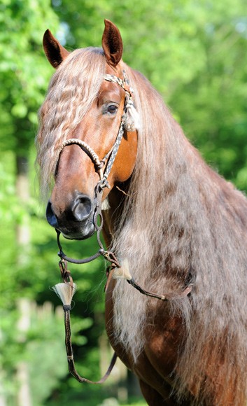 Photo de profil de lune_equine