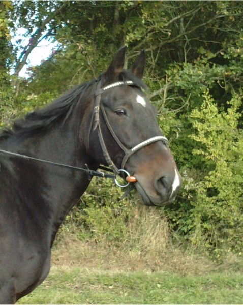 Photo de profil de indycheri