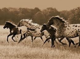 Photo de profil de loulyfire