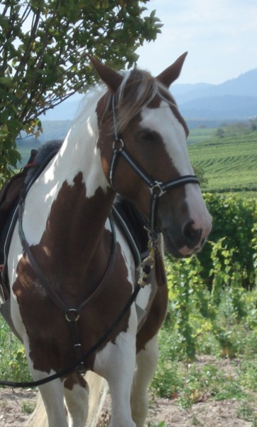 Photo de profil de k_fts