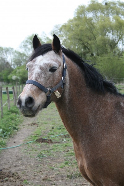 Photo de profil de cheval94370