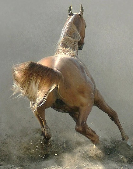 Photo de profil de nokomisska