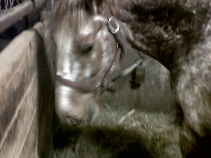 Photo de profil de rodeo65