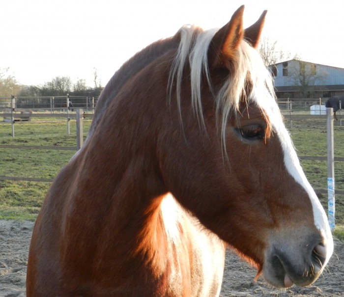 Photo de profil de elso