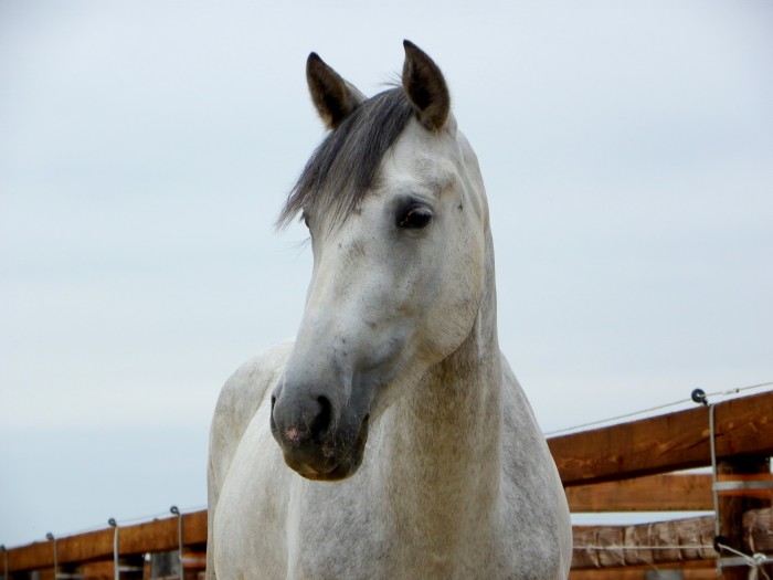 Photo de profil de morgane96.s