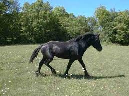 Photo de profil de horse13300