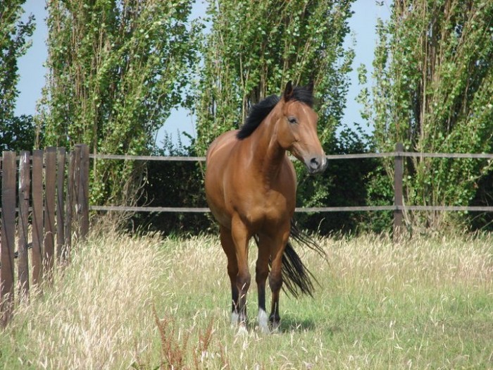 Photo de profil de cigalou62
