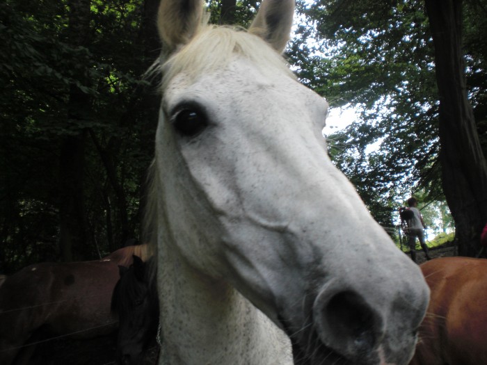 Photo de profil de mogohorse93