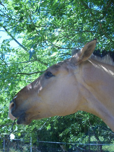 Photo de profil de kaplanponey