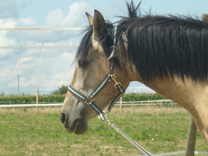 Photo de profil de dimosapre