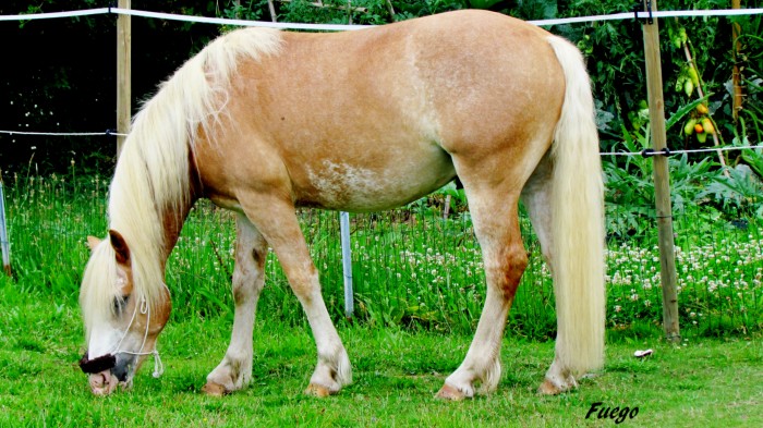 Photo de profil de fuegomirage