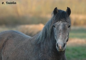 Photo de profil de moussinette